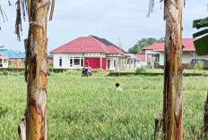 Sawah Siap Panen Terancam Terendam, Petani Tebeng Was-Was Hadapi Musim Hujan