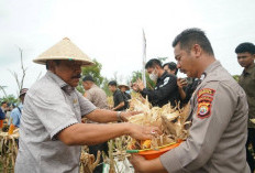 Dukung  Swasembada Pangan, Wagub Bengkulu dan Kapolda  Panen Jagung Raya di Lapangan Golf