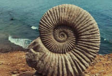 Inilah Hewan Tertua di Dunia yang Ditemukan di Wilayah Mcmurdo Sound Antarika, Usianya 15.000 Tahun