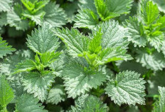 Dikenal gatal, ternyata ini 5 khasiat daun jelatang, salah satunya dapat menurunkan gula darah