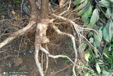 Selain buahnya yang manis, ternyata akar nangka memiliki 5 khasiat loh, apa saja ya? Yuk cek