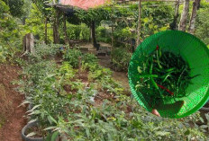 Manfaatkan Lahan Sempit, Ibu Rumah Tangga di Bengkulu Utara Sulap Pekarangan Jadi ‘Kulkas Alam’