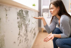 Agar Tidak Muncul Lagi, Ini  Cara Ampuh Atasi Tembok Lembab dan Berjamur 