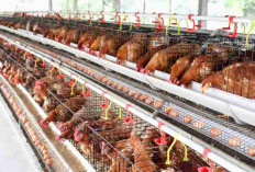 Ini Dia Cara Beternak Ayam Petelur untuk Pemula