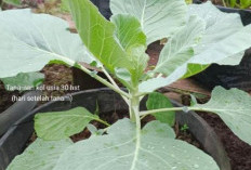 Ini Dia Tips Sukses Tanam Kol di Dataran Rendah