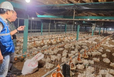 Jaga Daya Beli Masyarakat, Pemerintah Putuskan Tarif Listrik Triwulan II 2026 Tidak Naik