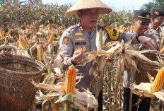  Kapolres Bengkulu Selatan Panen Raya Jagung