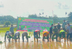 Petani  Pasar Pino Lakukan Penanaman Padi Serantak, Dukung Swasembada Pangan Nasional