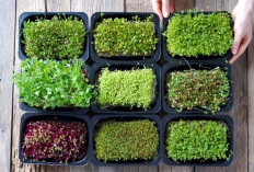 Ini Cara Mudah Menanam Microgreens di Apartemen, Bisa Panen Sayur Sehat dalam 7 Hari