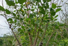 Begini Cara Mudah Menanam dan  Membudidayakan Tanaman Murbey Ala  Indriyani 