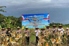 Perkuat Ketahanan Pangan, Provinsi Bengkulu Gelar Panen Raya Jagung Bersama Presiden