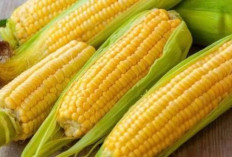 Manis dan banyak disukai, berikut ini 3 khasiat rutin konsumsi jagung manis bagi kesehatan tubuh