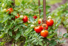 Kiat Sukses Menanam Tomat Untuk Pertanian Rumahan