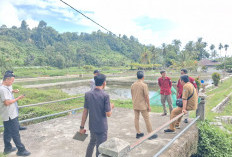 Wabup Kaur Inspeksi ke BBI Nasal, Cek Fasilitas Budidaya Perikanan