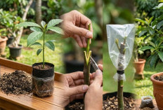 Panduan Praktis Cara Menanam Alpukat di Pot Biar Cepat Berbuah