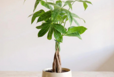 Di Samping Segar,  Tanaman Dipercaya Pembawa Hoki Ini  Wajib Ada di Rumah?