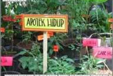 Stamina Anti-Drop! Ini Daftar Apotek Hidup yang Wajib Ada di Dapur Jelang Puasa