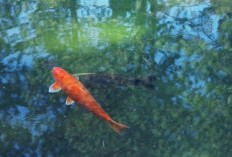 Ini Tips Memilih Filter Kolam Ikan Agar  Air Tetap Jernih