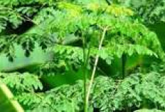 Keajaiban Daun Kelor (Moringa) untuk Energi