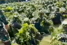 Calon Manajer Kopdes Meninggal Lagi Saat Latsarmil, Total Sudah 5 Orang