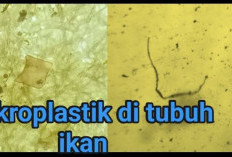 Era Mikroplastik Nano: Ancaman Tak Kasat Mata yang Berubah Menjadi Polutan Biologis