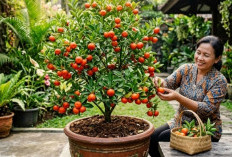 Ini Trik Menanam Buah Jeruk Santang Madu Dalam Pot Agar Cepat Berbuah