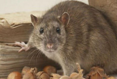  Ini Cara Alami Mengusir Tikus dari Plafon Rumah 
