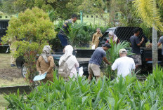 Upaya Meningkatkan Kesejahteraan Ekonomi, Pemda Kaur Kembali Bagikan 20.000 Bibit Sawit 