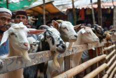 Inilah Cara Pengajuan Hewan Kurban ke Baznas untuk Idul Adha 2026