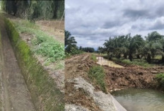 Swasembada Pangan Diumumkan Presiden Prabowo, Sawah Petani Mukomuko Justru Retak Tanpa Air