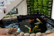 Ini Cara Membuat  Kolam Ikan Minimalis di Bawah Tangga 