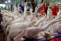 Update Harga di Kota Bengkulu, Inflasi Maret 2026 Terkendali di Angka 2,52 Persen