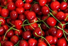 Ini Manfaat Buah Ceri untuk Kesehatan Kita
