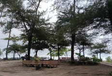Wisata Pantai Panjang Ditata, Suara Pedagang Perlahan Menghilang