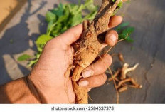 Manfaat Tersembunyi Akar Ashwagandha