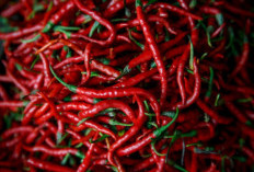 Harga Cabai Merah di Kota Bengkulu Alami Penurunan